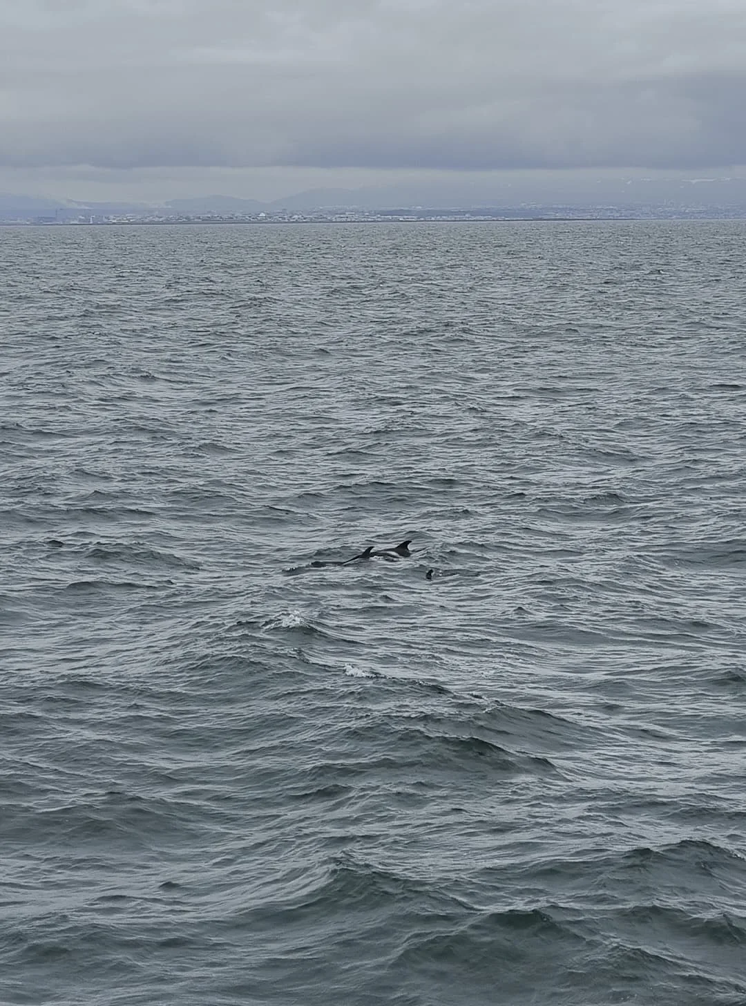 Avistamiento de Ballenas — Reikiavik y Húsavík