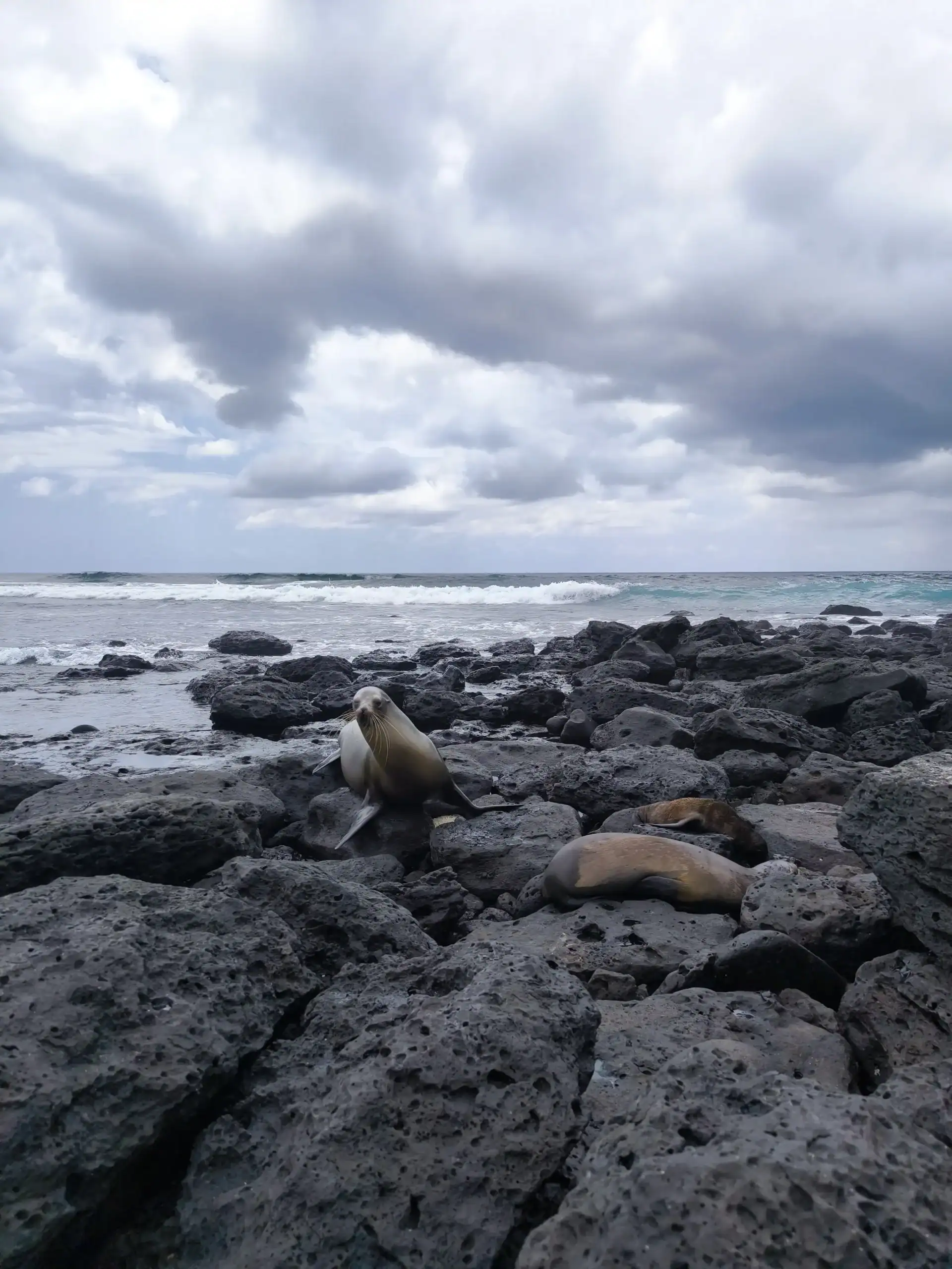Galápagos — iguana marina y paisaje volcánico