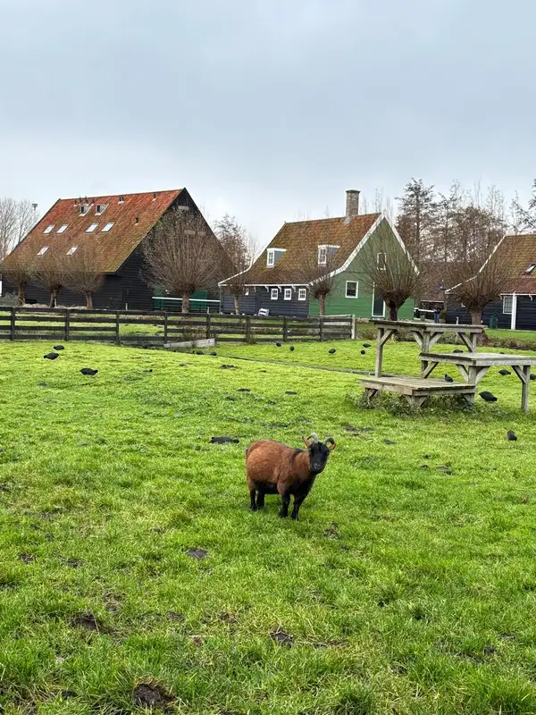 Oveja pastando en Zaanse Schans junto a los molinos