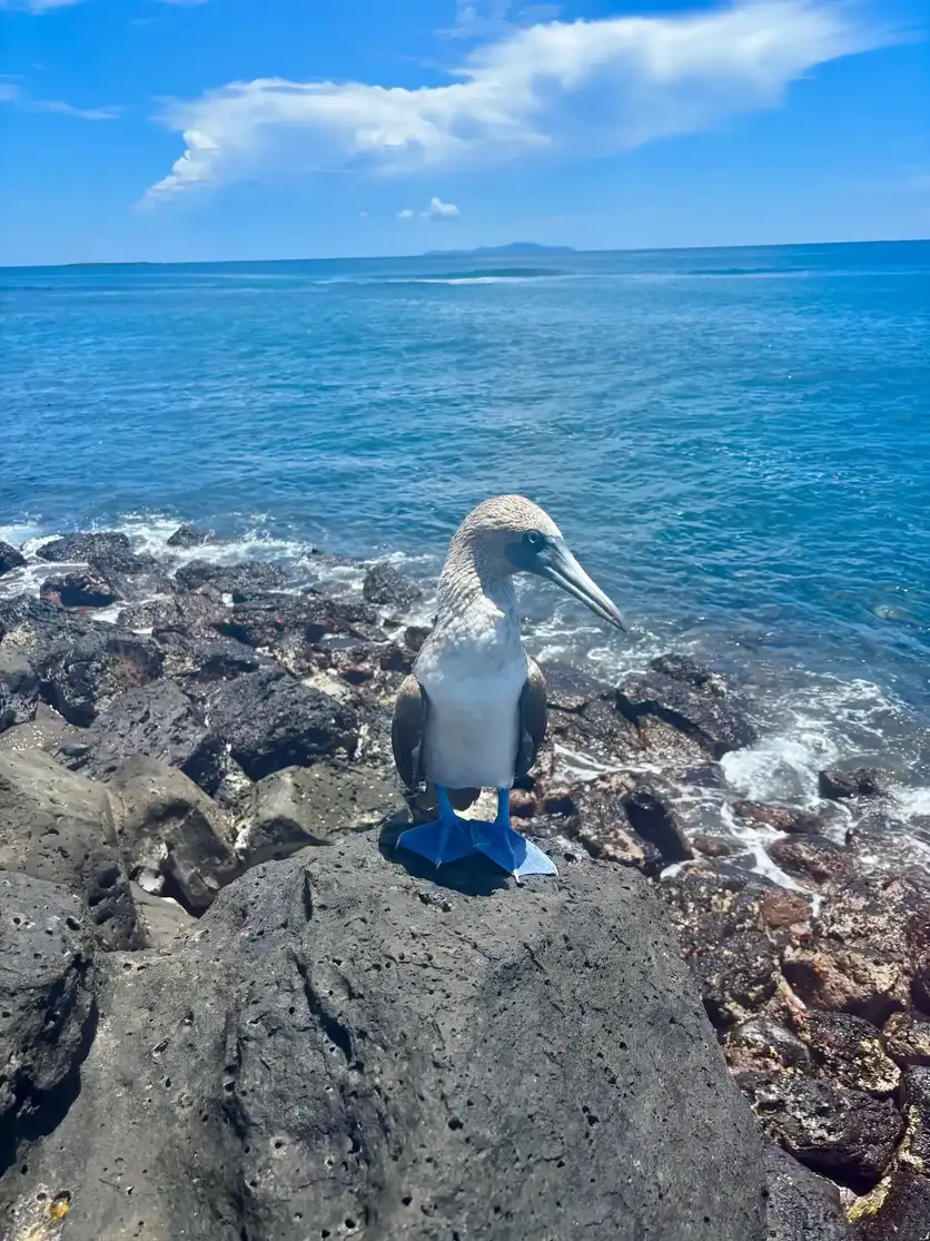 Piquero de patas azules sobre roca volcánica con el Pacífico de fondo, Galápagos