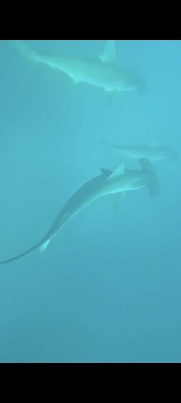 Tiburón martillo visto desde abajo durante el buceo en Galápagos