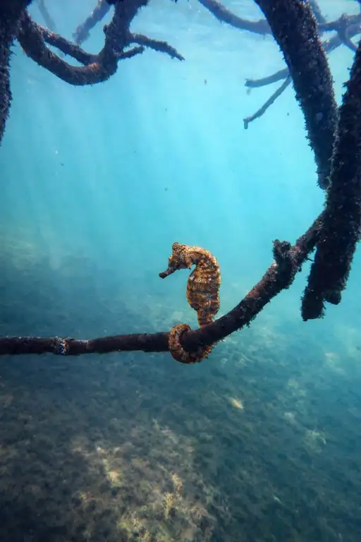 Caballito de mar agarrado a una rama submarina en Los Túneles, Isla Isabela, Galápagos