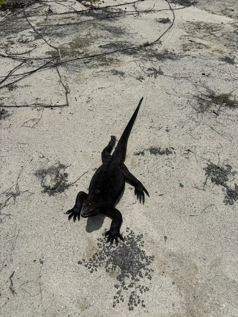 Iguana marina negra sobre la arena blanca de Isla Isabela, Galápagos