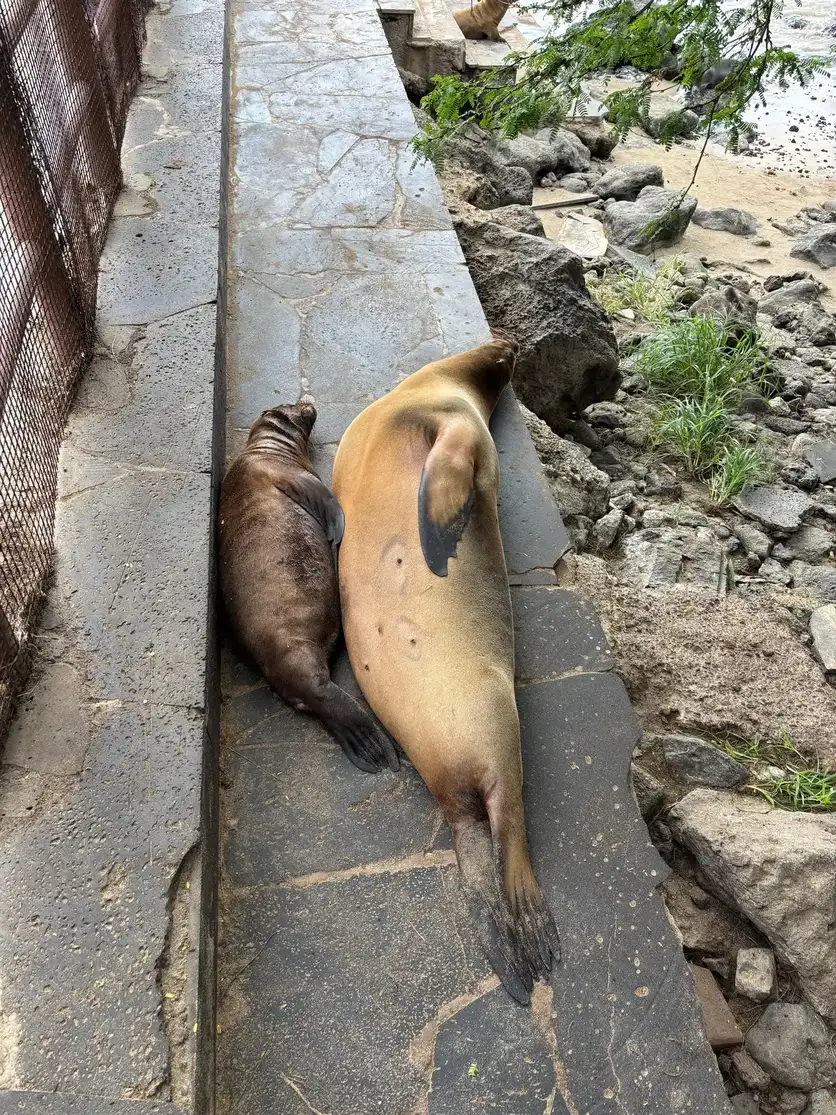 León marino y cría durmiendo en la acera del malecón de San Cristóbal