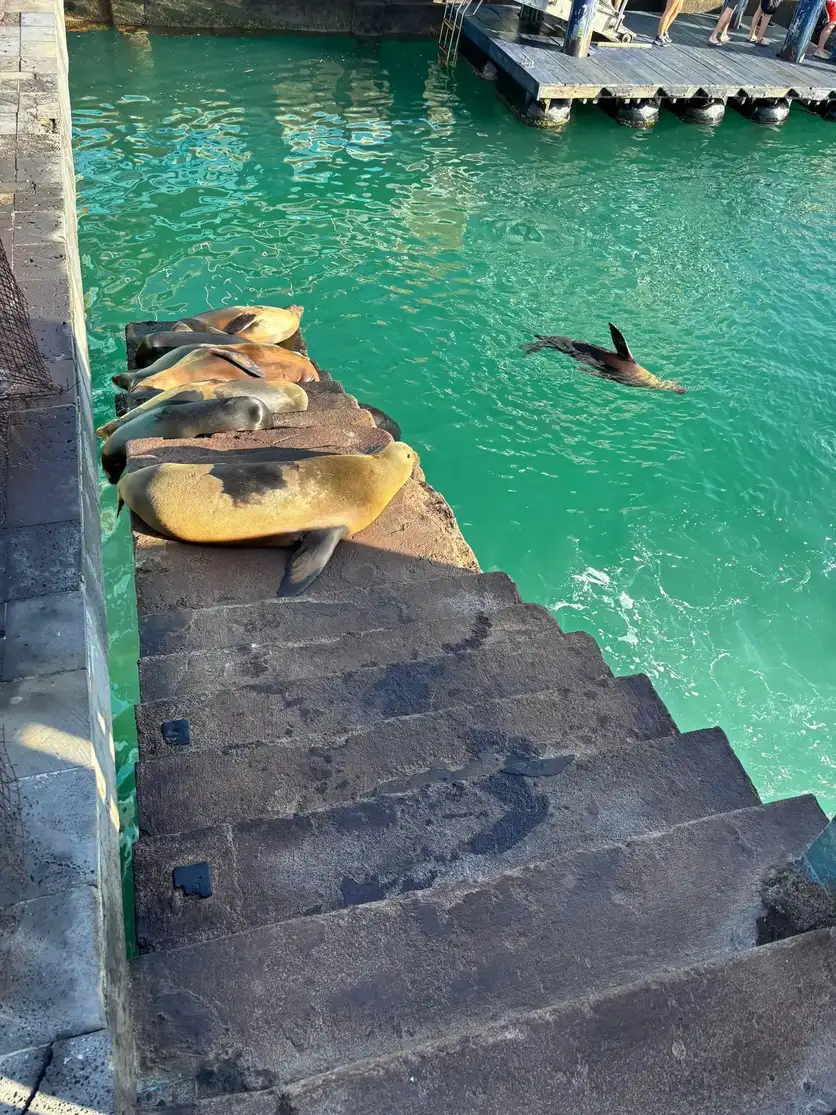 Leones marinos tomando el sol en las escaleras del puerto de San Cristóbal, Galápagos