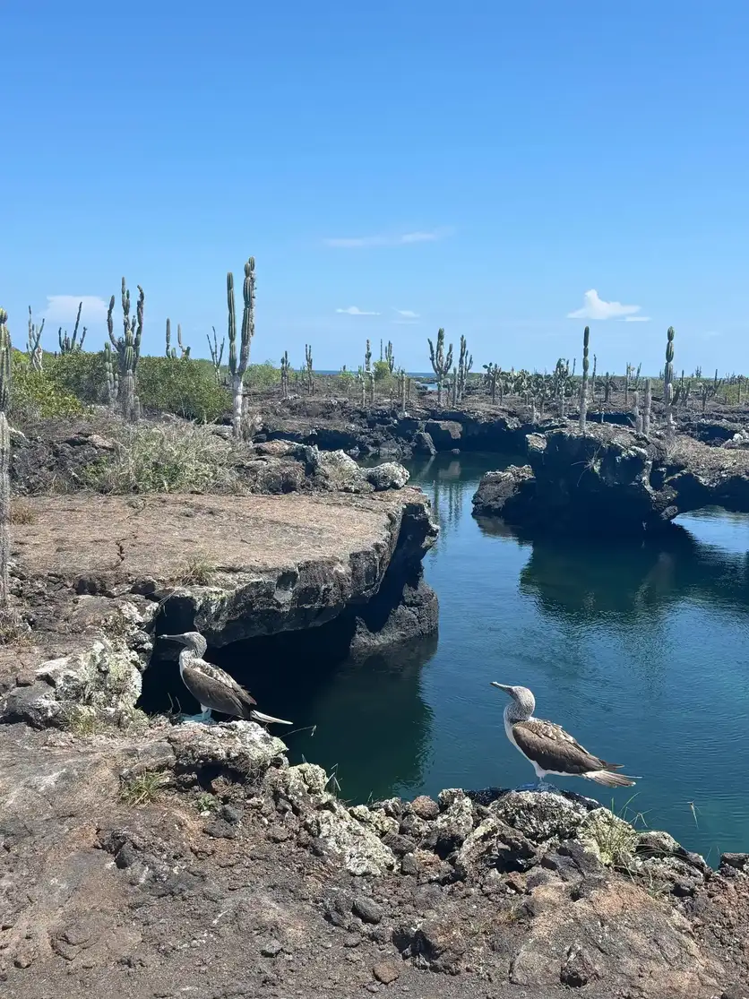 Formaciones volcánicas de Los Túneles con cactus gigantes y piqueros de patas azules, Isla Isabela