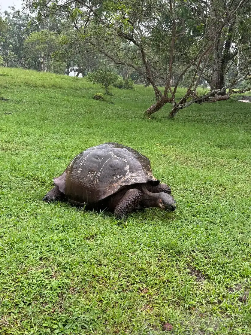 Tortuga gigante de Galápagos caminando libre por la hierba en Rancho El Chato, Santa Cruz