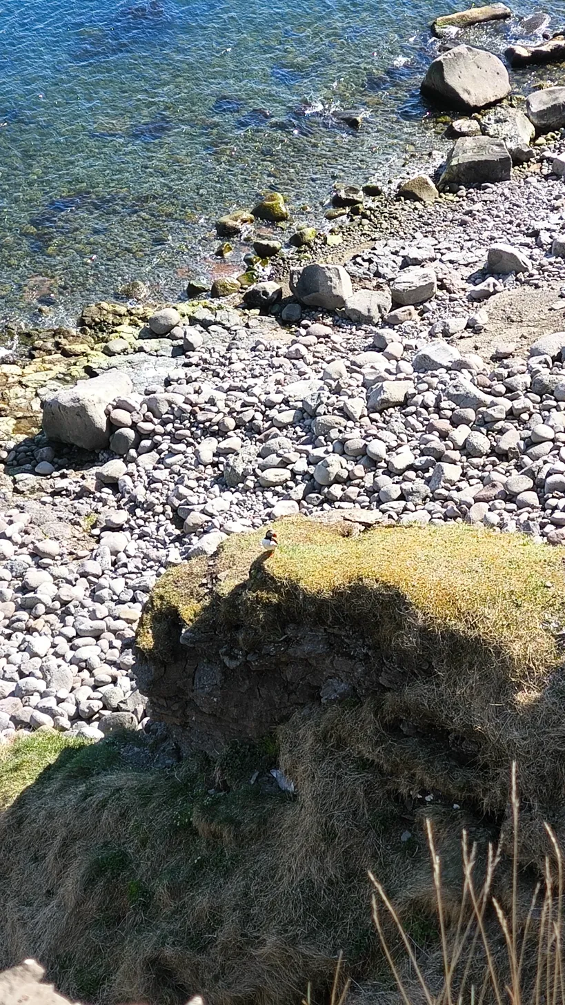 Puffin posado en el acantilado con el mar azul de fondo