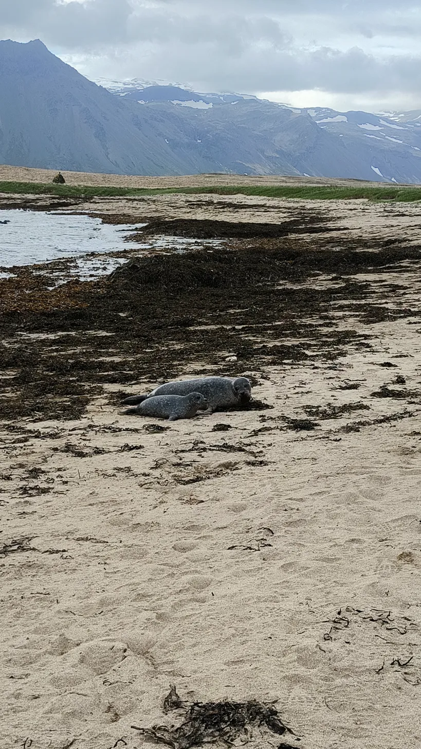 Dos focas descansando en la playa de Ytri Tunga con las montañas nevadas al fondo
