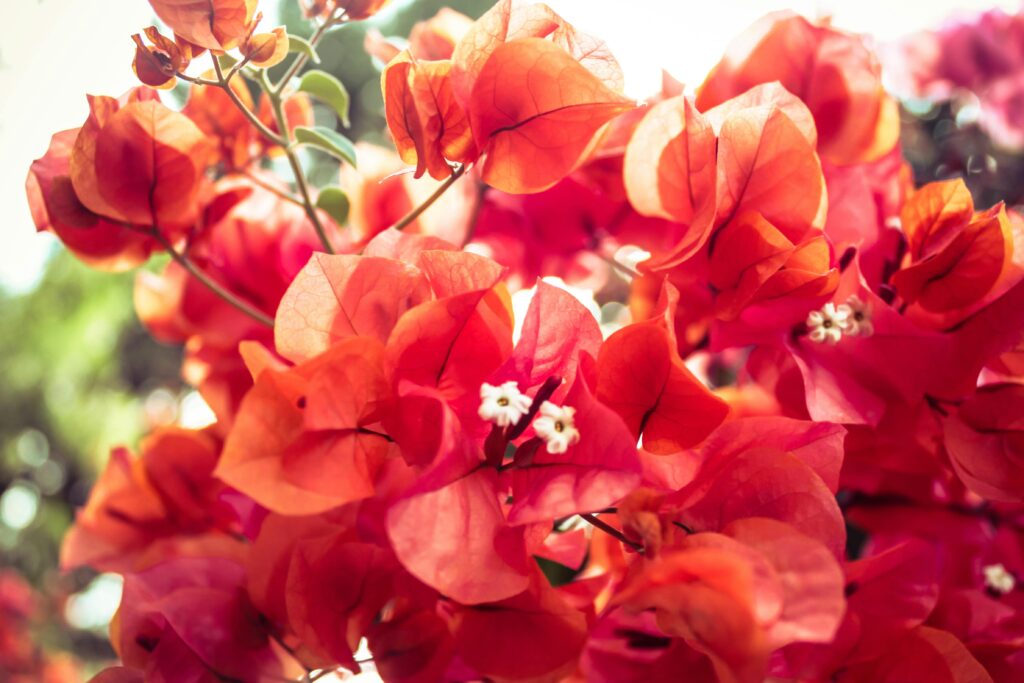 Imagen ampliada de rama de arbusto con hojas rojas y flores blancas
